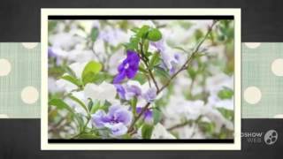 Brunfelsia  garden plants [upl. by Albert]