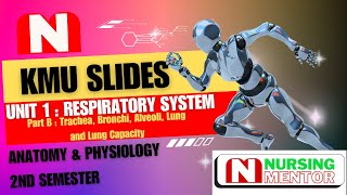 Respiratory System  Chapter 1  part B  KMU Slides [upl. by Nevanod457]