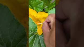 How to hand pollinate Zucchini or Squash  Dont lose your fruit  garden gardening [upl. by Ahtekahs999]