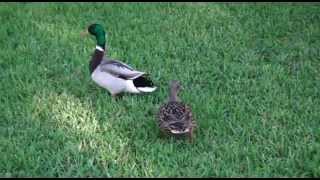 Mallard duck flying and landing [upl. by Gall259]