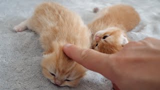 Charos kittens are so cute I cant resist petting them [upl. by Indira]