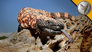 The Gila Monster  AMAZING Venomous Lizard Encounter [upl. by Ddart]