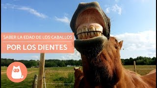 Saber la edad de los caballos por los dientes [upl. by Nnaeiram]