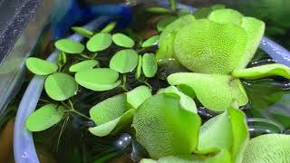 Giant Salvinia Evolving to become Salvinia Minima Natans [upl. by Costanza]