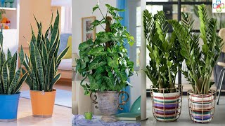 6 Most Effective CO2 Absorbing Houseplants Proven by Science [upl. by Iad]