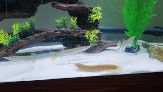 Larger Species Community Tank Hujeta Gar Pictus Catfish Dojo Loach Pleco [upl. by Enaenaj]