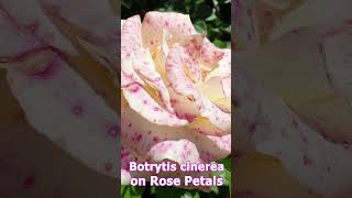 This is not Variety of Rose but is a Botrytis cinerea  Fungal Disease shorts flowers gardening [upl. by Anairuy]