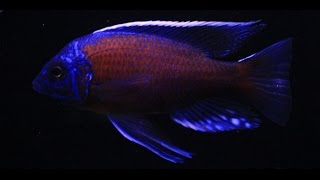 Copadichromis Borleyi Kadango Courtship and Spawn 1080 HD [upl. by Llibyc]