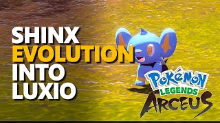 Shinx evolution into Luxio Pokemon Legends Arceus [upl. by Avle746]