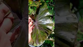 How to Care Colocasia  care and propagation tips for Colocasia colocasia rareplants waterplants [upl. by Sana]