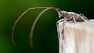 Monochamus galloprovincialis [upl. by Htebaile701]