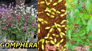 How to grow Gomphrena from Seed  Gomphrena के फूल को बीज से ऐसे उगायें Full Update [upl. by Reagan]