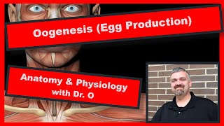 Oogenesis Oocyte Production Anatomy and Physiology [upl. by Scevour]