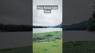 Pine forest Lake Ooty ooty pineforest lake nature naturelovers naturephotography travelvlog [upl. by Ytsud]