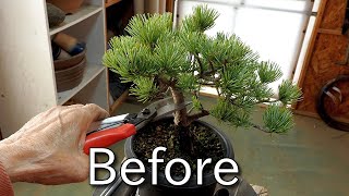 【盆栽Bonsai】素材五葉松を小品盆栽に向けて整姿Preparing the material for shohin bonsaiJapanese white pine [upl. by Wasson]