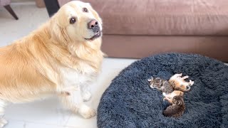 Golden Retriever Reacts to Tiny Kittens in his Bed [upl. by Wadell874]