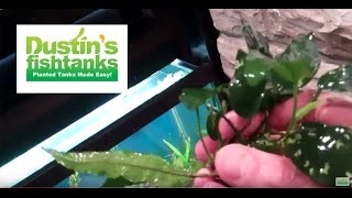 How to plant Rhizomes in aquarium Anubias and Java Fern [upl. by Lorette86]