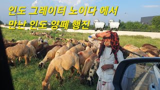 인도 그레이터 노이다에서 만난 인도 양떼 행진 🐑 🐑 Indian Sheep March Meets in Greater Noida India [upl. by Nnadroj155]