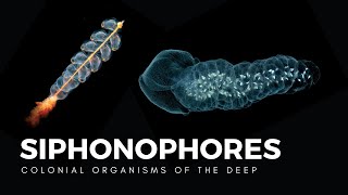 Siphonophores Drifting Colonies of Life [upl. by Kcirddec998]