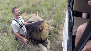 Walking With The Volunteers  The Lion Whisperer [upl. by Rickie40]