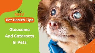 Glaucoma and Cataracts In Pets [upl. by Leonora695]