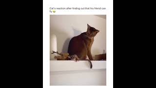 Bro never told me he can fly humor gain97 funny shortsfeed trending viral youtubeshorts cats [upl. by Cain]