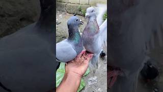 Pigeons are fighting 🔥🕊️ shorts kabutar kalapati pigeon youtubeshorts viralshorts [upl. by Alleacim]