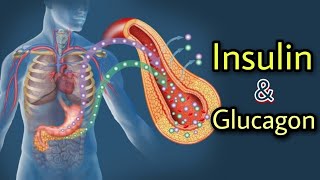 The Production of Insulin and Glucagon in Pancreatic Islets  medical video [upl. by Dilan]