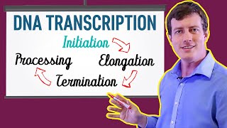 DNA Transcription Made EASY  Part 1 Initiation 🐣 [upl. by Aicella]