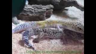 Fortpflanzung der Leopardgeckos [upl. by Odnalref]