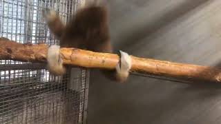 Monkey Spinning on Branch [upl. by Balch]