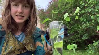 Saskatoon Berry Tree Propagation [upl. by Fiedling]