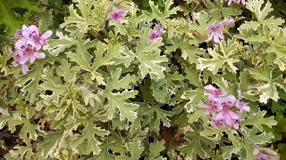 Pelargonium graveolens  Rose Mint Scented Geranium care [upl. by Dnaltroc190]