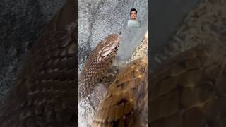 Mere Munne Bhool Na jana  Snake 🐍 Video snake cobra chitransh kingcobra animals shorts [upl. by Einial]