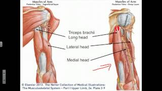 Elbow Joint Flexion Extension Supination Pronation [upl. by Tlaw]