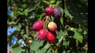 Serviceberries  Homegrown Edible Perennials Edition [upl. by Ymac]