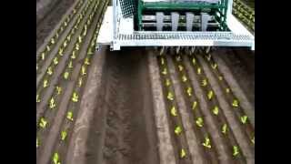 Automatic seedling planting machine on farm in Australia [upl. by Kcirddehs131]