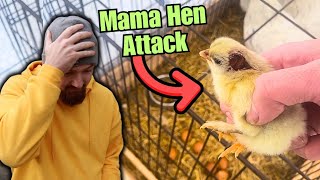 CRAZIEST Chicken Hatching Out Story You Will EVER Hear [upl. by Atiuqrehs]