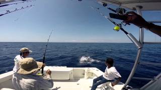 Offshore Fishing  Sailfish Jumping on boat [upl. by Anilatac]