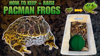 PACMAN FROGS HOW TO KEEP AND RAISE PACMAN FROGLETS [upl. by Kcirddes]