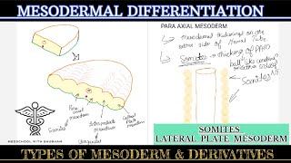 GENERAL EMBROLOGY  MESODERMAL DIFFERENTIATION  Types of MESODERM [upl. by Clite]