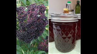 Elderberry Syrup  Harvest To Canned [upl. by Eimot272]