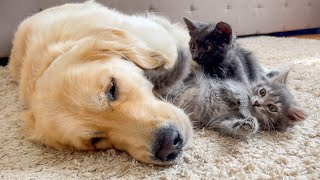 Playful Kittens Attack Adorable Golden Retriever [upl. by Aneleh]