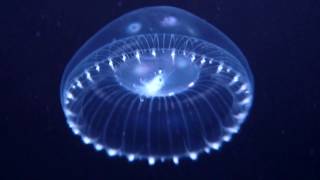 Aequorea spp Jellyfish [upl. by Asilam]