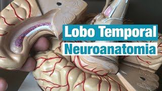 Lobo Temporal  Neuroanatomia [upl. by Brunelle225]