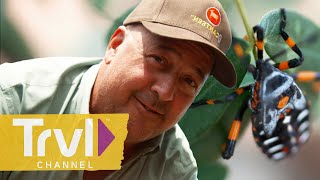 Harvesting Ant Eggs amp Stink Bugs in Mexico  Bizarre Foods with Andrew Zimmern  Travel Channel [upl. by Anilemrac]