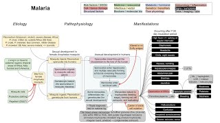 Malaria mechanism of disease [upl. by Otirecul]