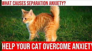 Managing Separation Anxiety in Cats Practical Tips for Pet Owners [upl. by Glynnis106]