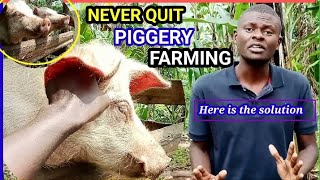 Why do some farmers fail piggery farming subscribe animals farming pig TrustFarm [upl. by Evelin]