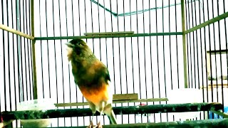 WATERSLAGER canary singing Timbrado canarys most powerful song for training canary training song [upl. by Kaufmann]